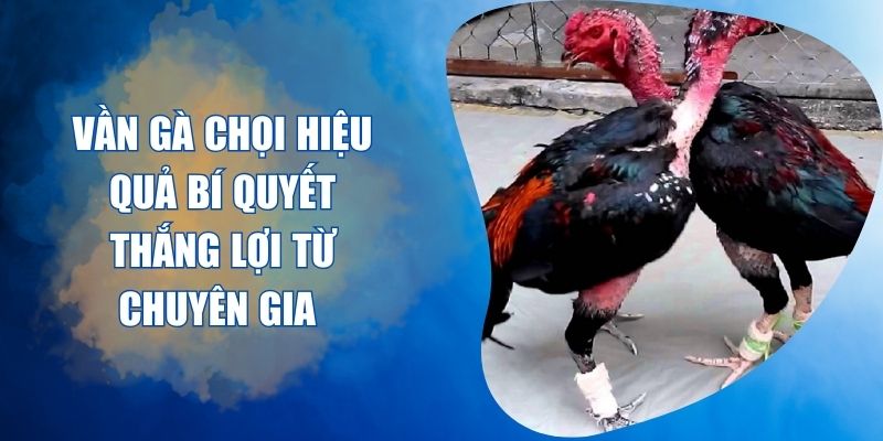 vần gà chọi