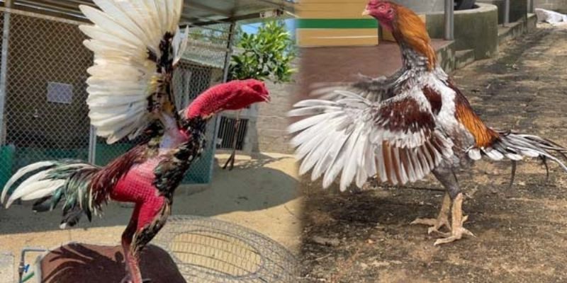 "Hồ đòn" giúp hoàn thiện kỹ thuật và chiến thuật